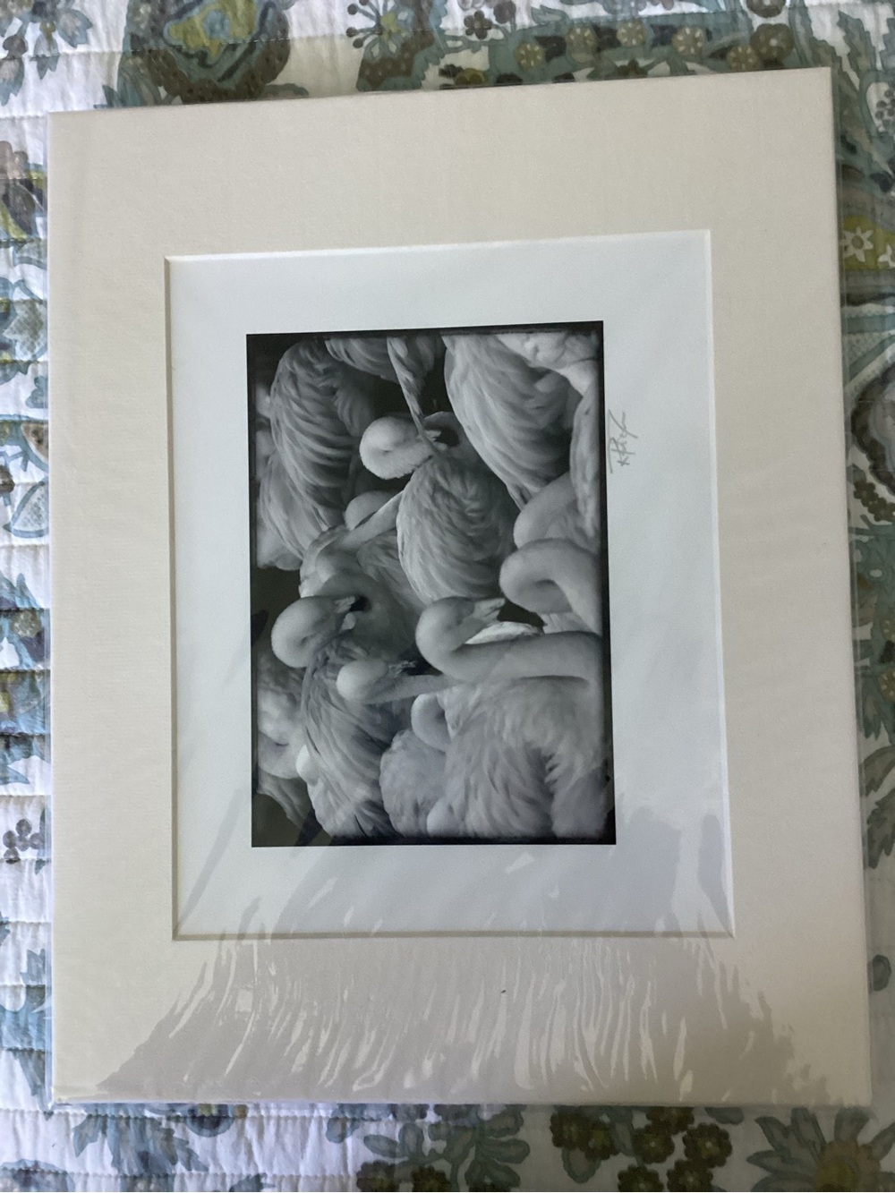 Black & White Flamingo Photography Print with White Mat